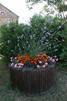 fleursjuillet2018019