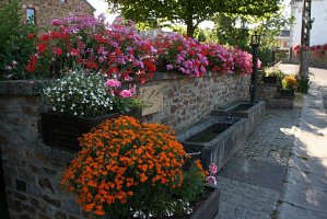 fleursjuillet2018025